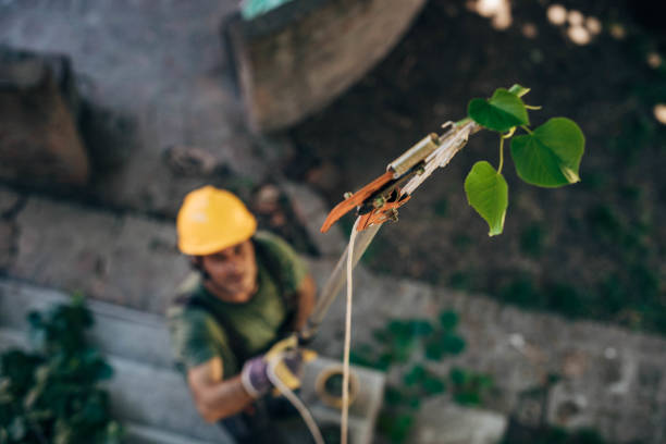 Best Emergency Tree Removal  in Tornillo, TX